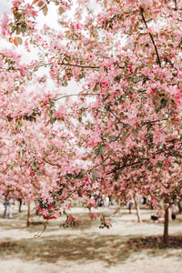 Pink cherry blossoms in spring