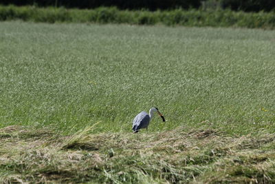 Bird perching on a field