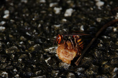 High angle view of insect on rock