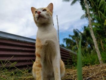 Low angle view of a cat