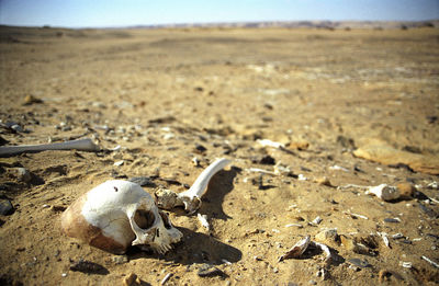 Close-up of animal skull on sand at beach