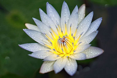 Close-up of water drops on yellow flower