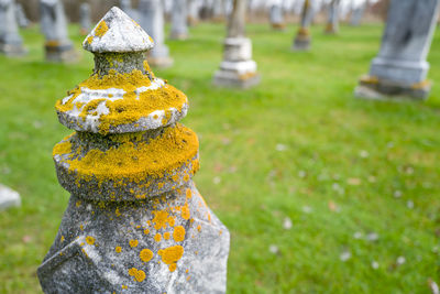 Close-up of moss growing on cemetery grave monument