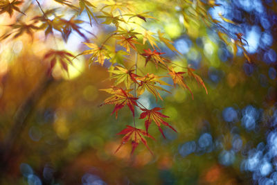 Close-up of maple tree