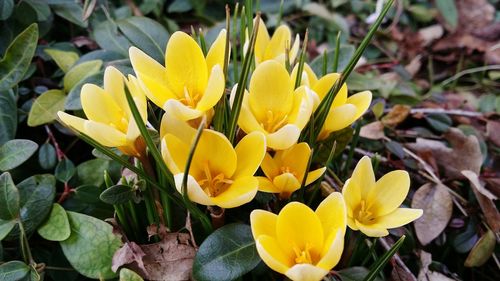 Close-up of yellow crocus blooming outdoors