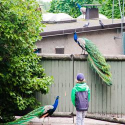 Rear view of boy with peacocks in yard