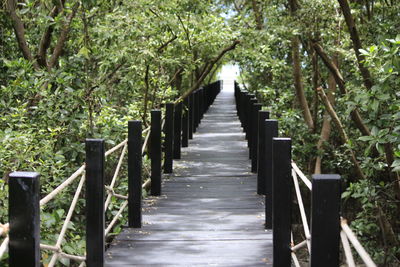 Footpath amidst trees in forest