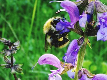 Close-up of bee on purple flowers