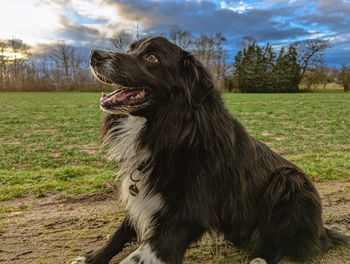 Dogs running on field