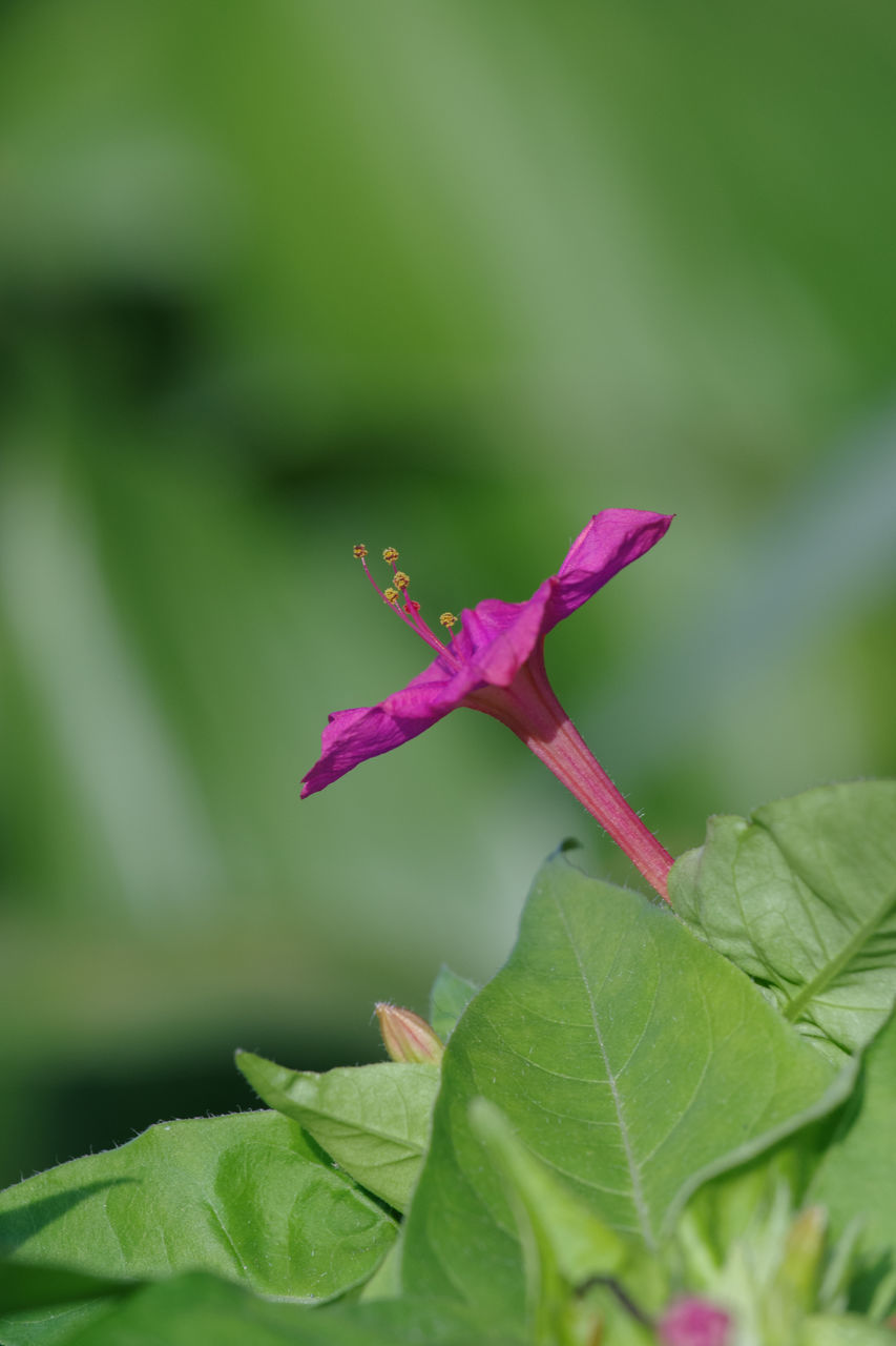 leaf, plant part, plant, flower, green, flowering plant, close-up, macro photography, nature, beauty in nature, freshness, no people, growth, pink, fragility, insect, animal, animal themes, outdoors, wildflower, petal, animal wildlife, day, one animal, selective focus, flower head, focus on foreground, purple