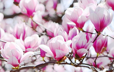 Close-up of pink cherry blossoms