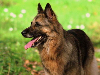 Close-up of dog in grass