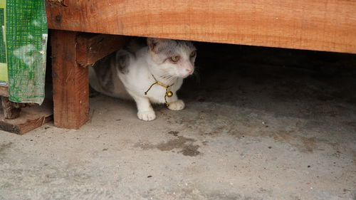 High angle view of a cat