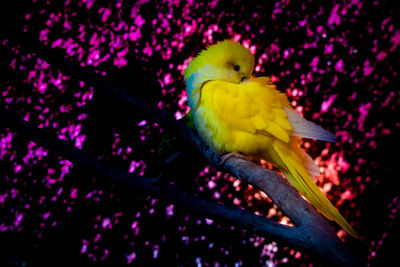 Close-up of parrot perching on tree