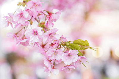 Close-up of pink cherry blossoms in spring