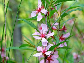 Close-up of pink flowers