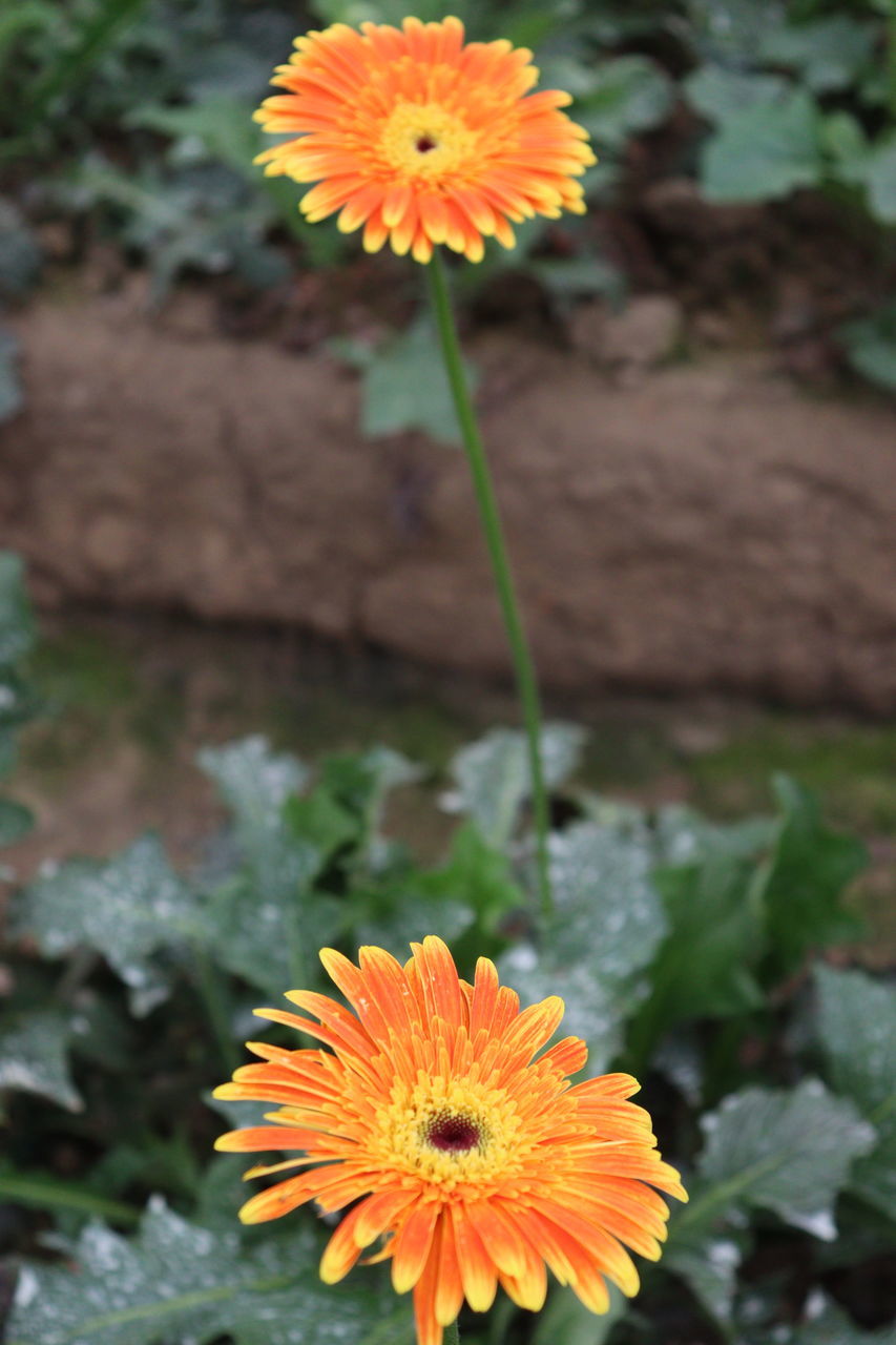 flowering plant, flower, plant, freshness, beauty in nature, flower head, nature, inflorescence, petal, growth, close-up, wildflower, fragility, calendula, no people, orange color, yellow, outdoors, focus on foreground, day, botany, blossom, herb, plant part, land, leaf, pollen