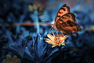 Close-up of butterfly pollinating flower