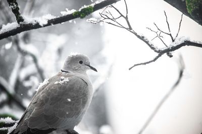 Low angle view of bird perching on branch