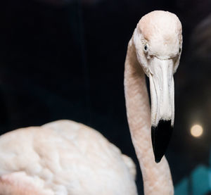 Close-up of bird