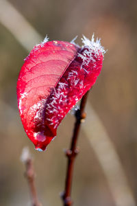 Close-up of red berries on plant