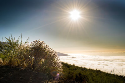 Scenic view of landscape against sky during sunset