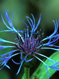 Close-up of blue flower