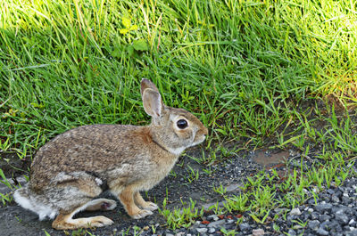 Side view of a rabbit on field