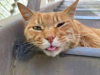 Close-up portrait of a cat