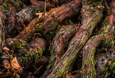 Close-up of tree roots in forest