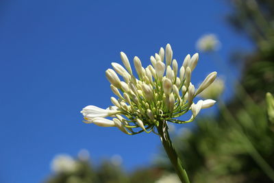 Close-up of plant against sky