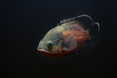 Oscar fish swimming under water on dark background