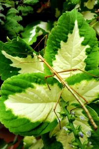 Close-up of insect on plant