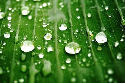 Full frame shot of wet raindrops on grass