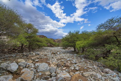 Scenic view of trees on landscape against sky