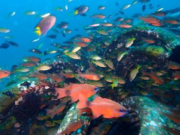 Fish swimming in sea