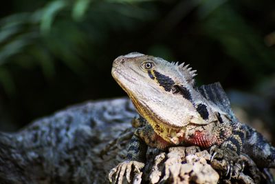 Close-up of lizard on rock