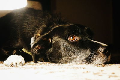 Close-up of dog relaxing at home