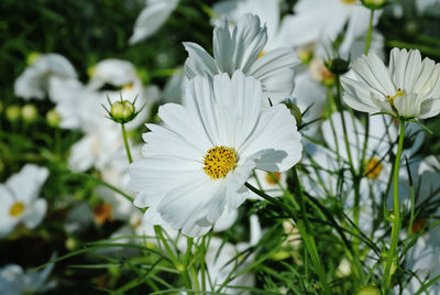 Close-up of white daisy flowers on field