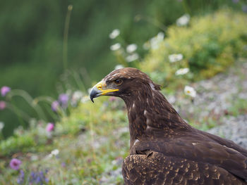 Close-up of a bird of prey