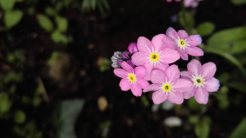 Close-up of pink flowers