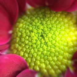 Macro shot of pink flower