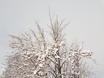 Low angle view of flower tree against clear sky