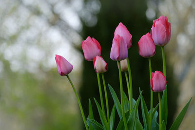 Close-up of pink tulip flowers