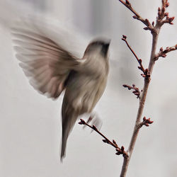 Low angle view of a bird flying