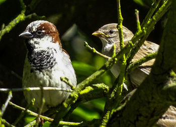 Close-up of sparrows perching on branch