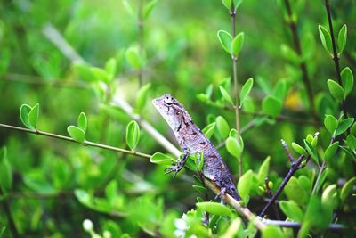 Close-up of lizard on plant