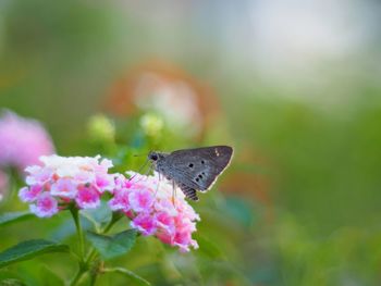 Close-up of butterfly pollinating on pink flower