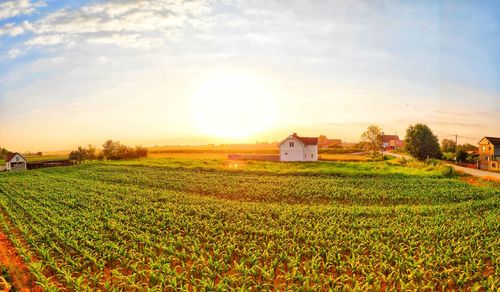 Scenic view of agricultural field by houses against sky