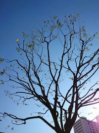 Low angle view of bare tree against clear blue sky